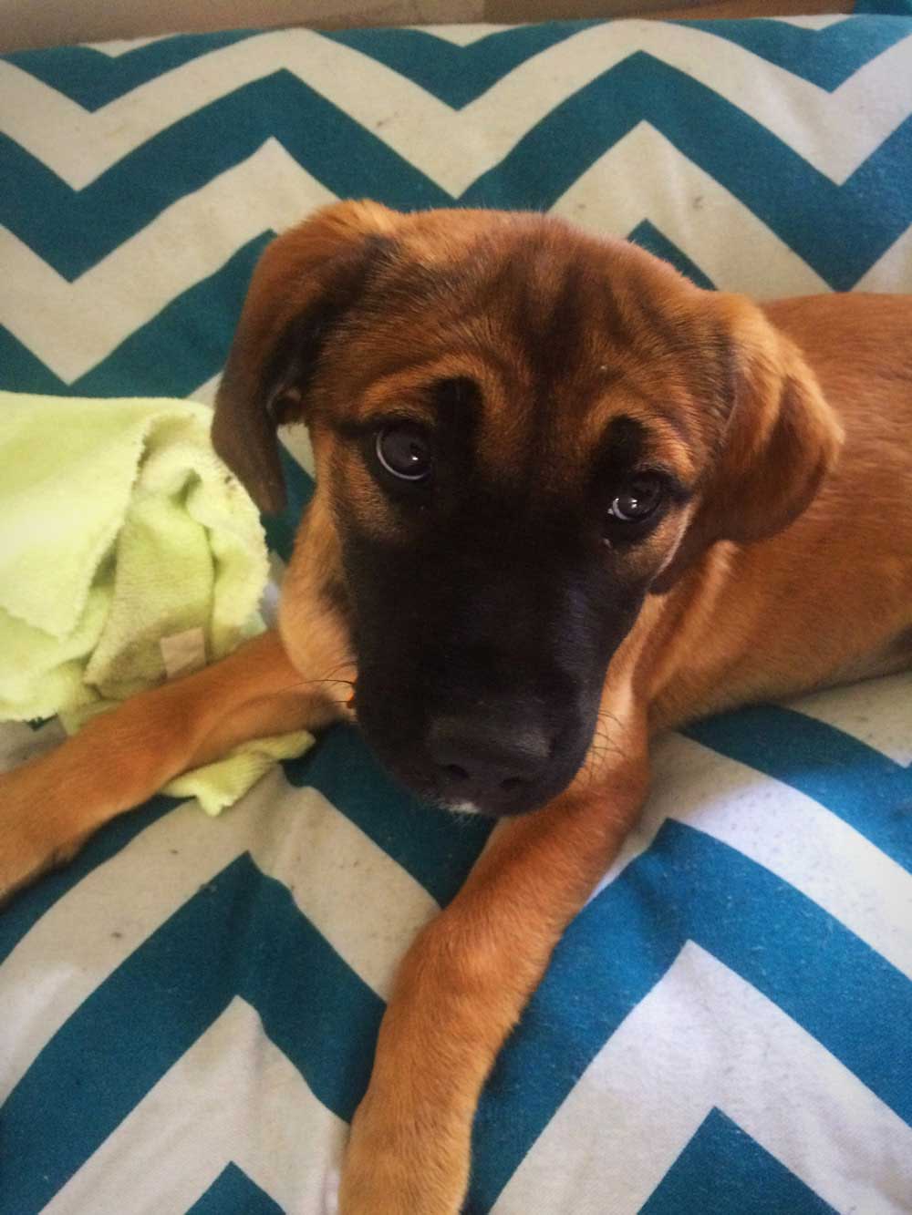 Lulu - Our new addition. | Sprinkles and Sprouts