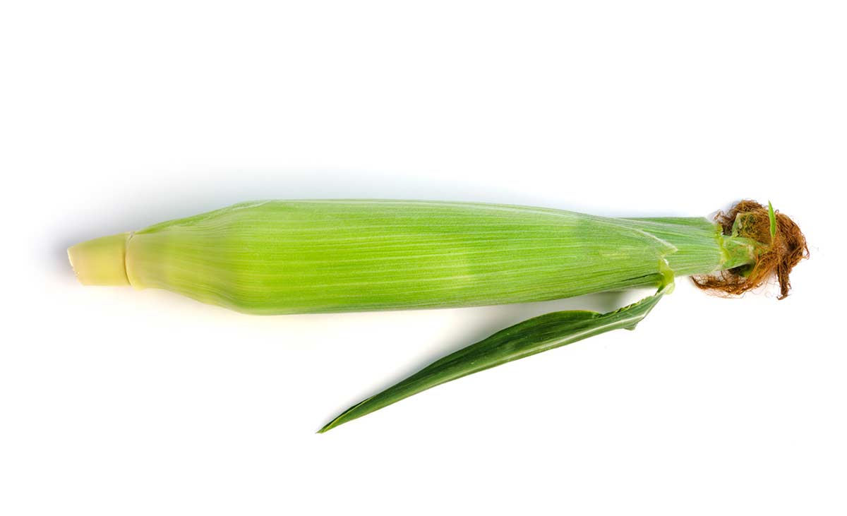 a corn on the cob with the husk still on sat on a white countertop